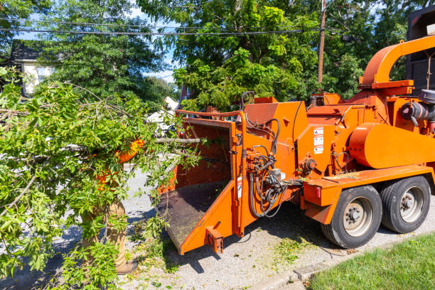 Tree Service Company in Union Park, FL